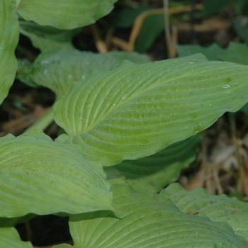 Hosta 'Squash Casserole' (032114)