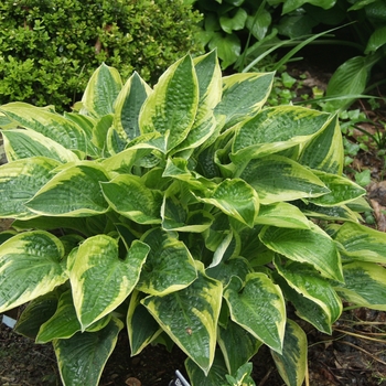 Hosta 'Stetson' (032116)