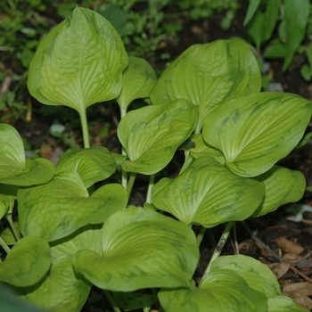 Hosta 'Tattoo' (032118)