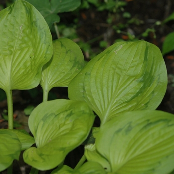 Hosta 'Tattoo' (032119)