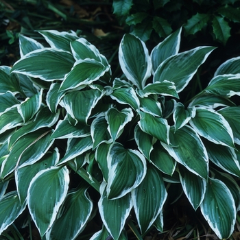 Hosta decorta '' (032121)