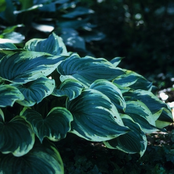 Hosta montana 'Aureo-marginata' (032122)