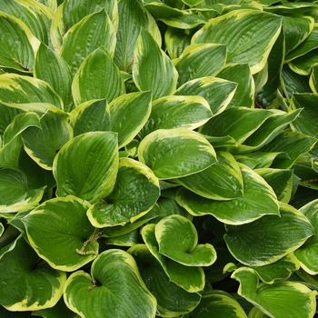 Hosta montana 'Aureo-marginata' (032124)