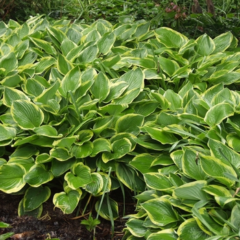 Hosta montana 'Aureo-marginata' (032125)