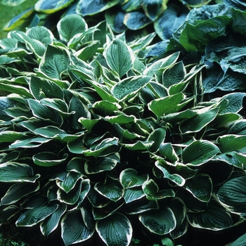 Hosta 'Francee' (032126)