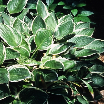 Hosta 'Francee' (032127)