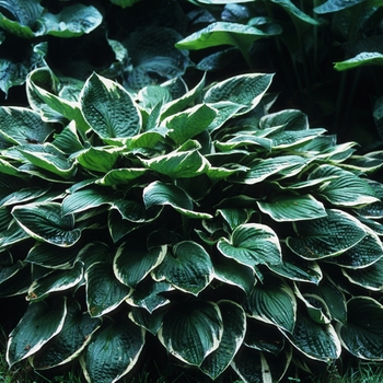 Hosta 'Francee' (032128)