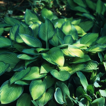 Hosta 'Gold Standard' (032131)