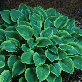 Hosta 'Grand Tiara' (032137)