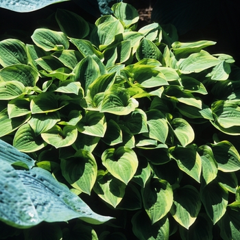 Hosta 'Grand Tiara' (032138)