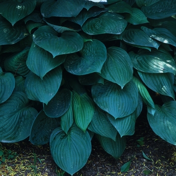 Hosta fortunei 'Hyacinthina' (032140)