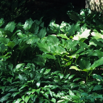 Hosta 'Royal Standard' (032141)