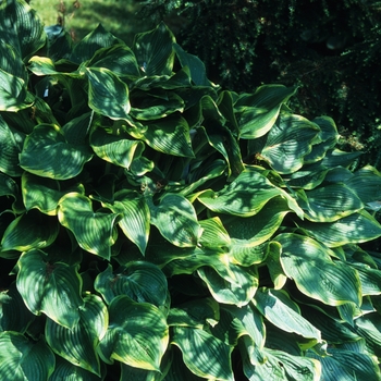 Hosta 'Abba Dabba do' (032142)