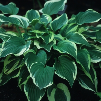 Hosta 'Antioch' (032149)