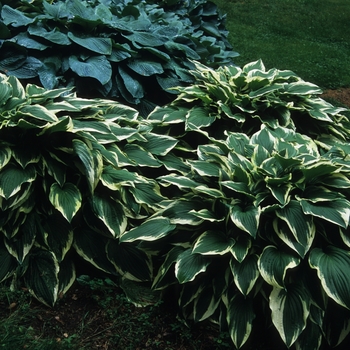 Hosta 'Antioch' (032150)