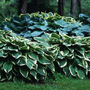 Hosta 'Antioch' (032151)