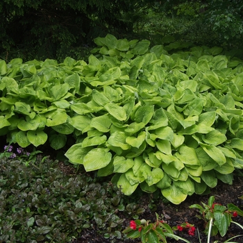 Hosta 'August Moon' (032158)