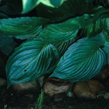 Hosta ventricosa 'Aureo Maculata' (032159)