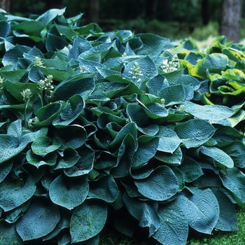 Hosta 'Big Mama' (032162)