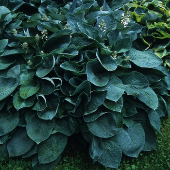 Hosta 'Big Mama' (032163)