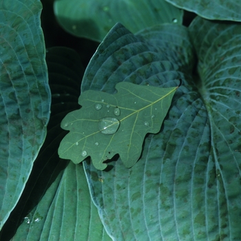 Hosta 'Blue Angel' (032166)