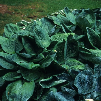 Hosta 'Blue Umbrellas' (032172)