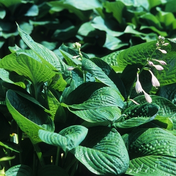 Hosta 'Blue Umbrellas' (032173)