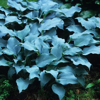 Hosta 'Blue Wedgewood' (032174)