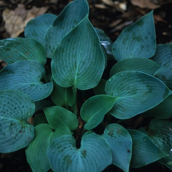 Hosta 'Blue Wedgewood' (032175)