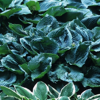 Hosta 'Bold Ruffles' (032176)