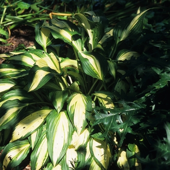 Hosta 'Celebration' (032179)