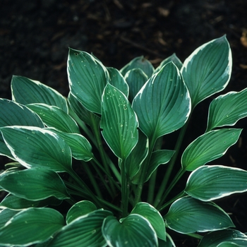 Hosta 'Crowned Imperial' (032182)