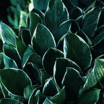 Hosta 'Crowned Imperial' (032183)