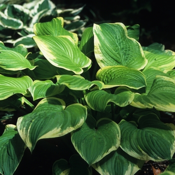 Hosta 'Fragrant Bouquet' (032191)