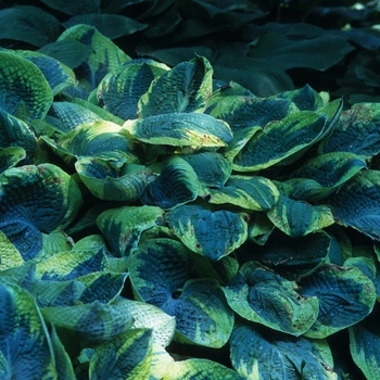 Hosta 'Frances Williams' (032192)