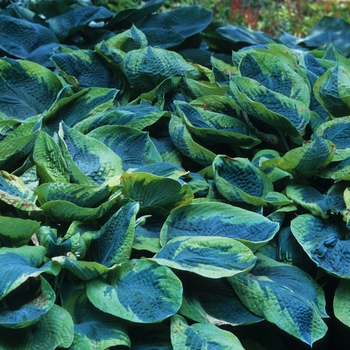 Hosta 'Frances Williams' (032193)