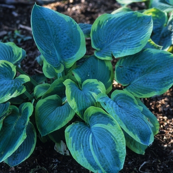 Hosta 'Frances Williams' (032194)