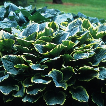 Hosta 'Fringe Benefit' (032201)