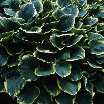 Hosta 'Fringe Benefit' (032202)