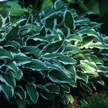 Hosta 'Ginko Craig' (032207)