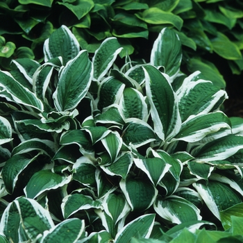 Hosta 'Ginko Craig' (032208)