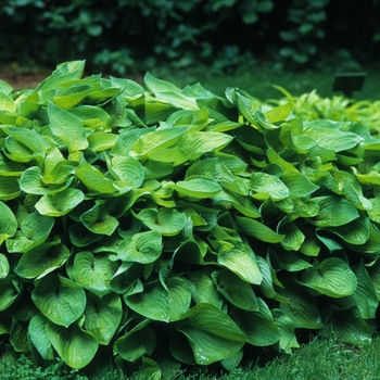 Hosta 'Gold Edger' (032211)