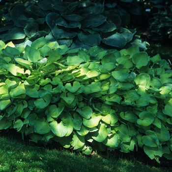 Hosta 'Gold Edger' (032213)