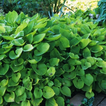 Hosta 'Golden Prayers' (032217)