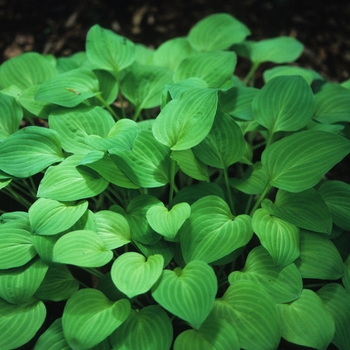 Hosta 'Golden Scepter' (032219)