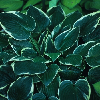 Hosta 'Green Gold' (032228)