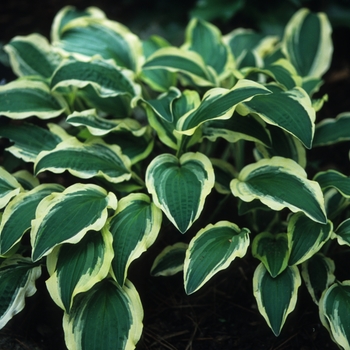 Hosta 'Ground Master' (032230)