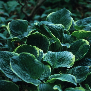 Hosta 'Ground Master' (032231)