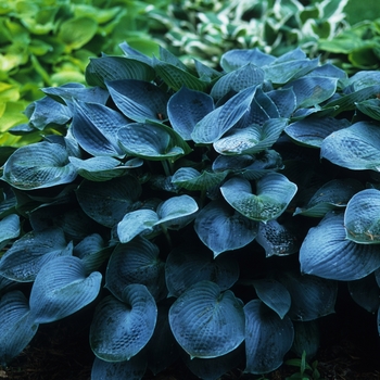 Hosta 'Hadspen Blue' (032233)