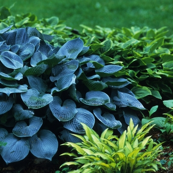 Hosta 'Hadspen Blue' (032234)